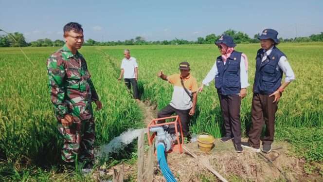 
					Babinsa Koramil 13/Nogosari Mendukung Swasembada Pangan Melalui Program Pompanisasi