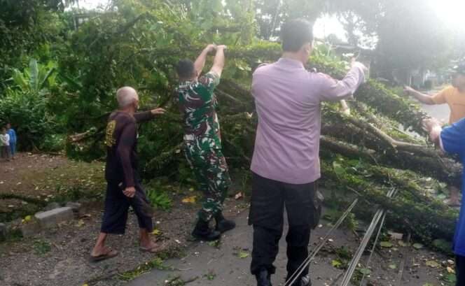 
					Evakuasi Pohon Tumbang di Beji Purbalingga: Kolaborasi Tim Gabungan Selamatkan Akses Jalan