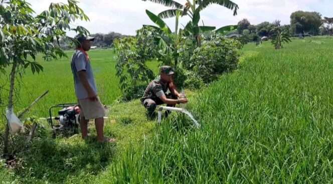 
					Babinsa Saren Dukung Pertanian Padi di Sragen dengan Bantuan Pengairan